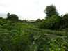  zone de jardins potagers